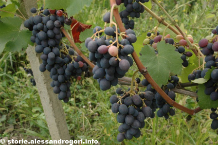 Gurjaani uva delle vigne di zio Usupi